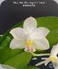 Phal. Miki Blue Angel C1 Bokeh